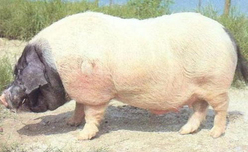 華中兩頭烏豬與羊的特色養(yǎng)殖與價(jià)值