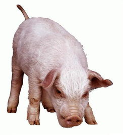 豬與黃牛 常見家畜的科普介紹