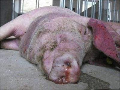 豬咳嗽喘氣總治不好？專家教你一招，科學治愈呼吸道疾病