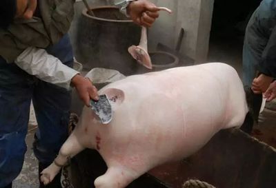 豬羊之間 那些年，我們守在鍋邊的童年滋味